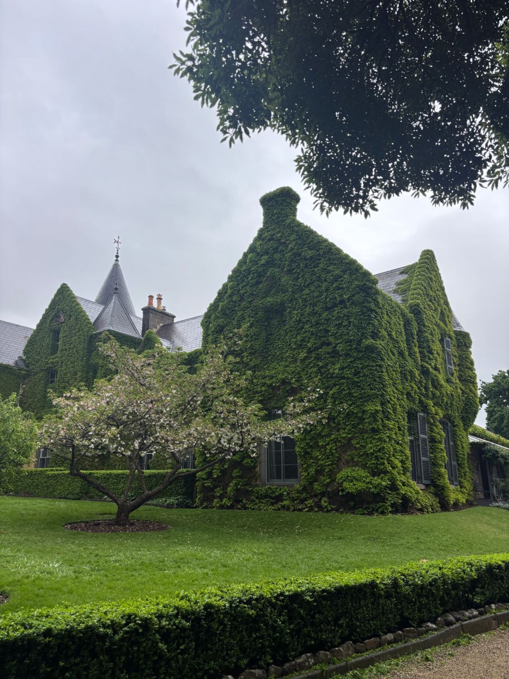 Ivy-covered Overnewton Castle in Keilor, with a blossom tree on the lawn.